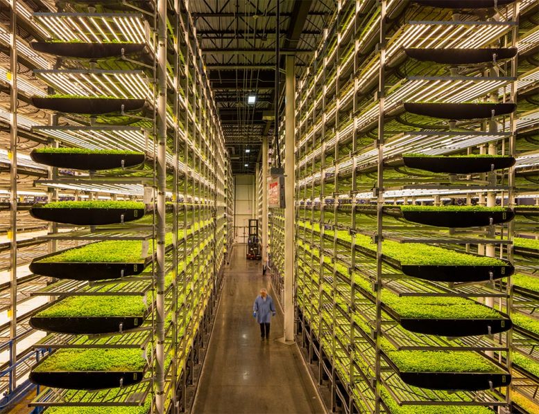 View inside an AeroFarms vertical farm - Photo courtesy of AeroFarms and the Jersey City Housing Authority