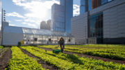 A farmer from Brooklyn Grange harvesting the very first crops at the Javits Center rooftop farm