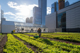 A farmer from Brooklyn Grange harvesting the very first crops at the Javits Center rooftop farm